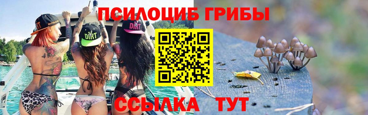 Псилоцибиновые грибы Cubensis Бердск
